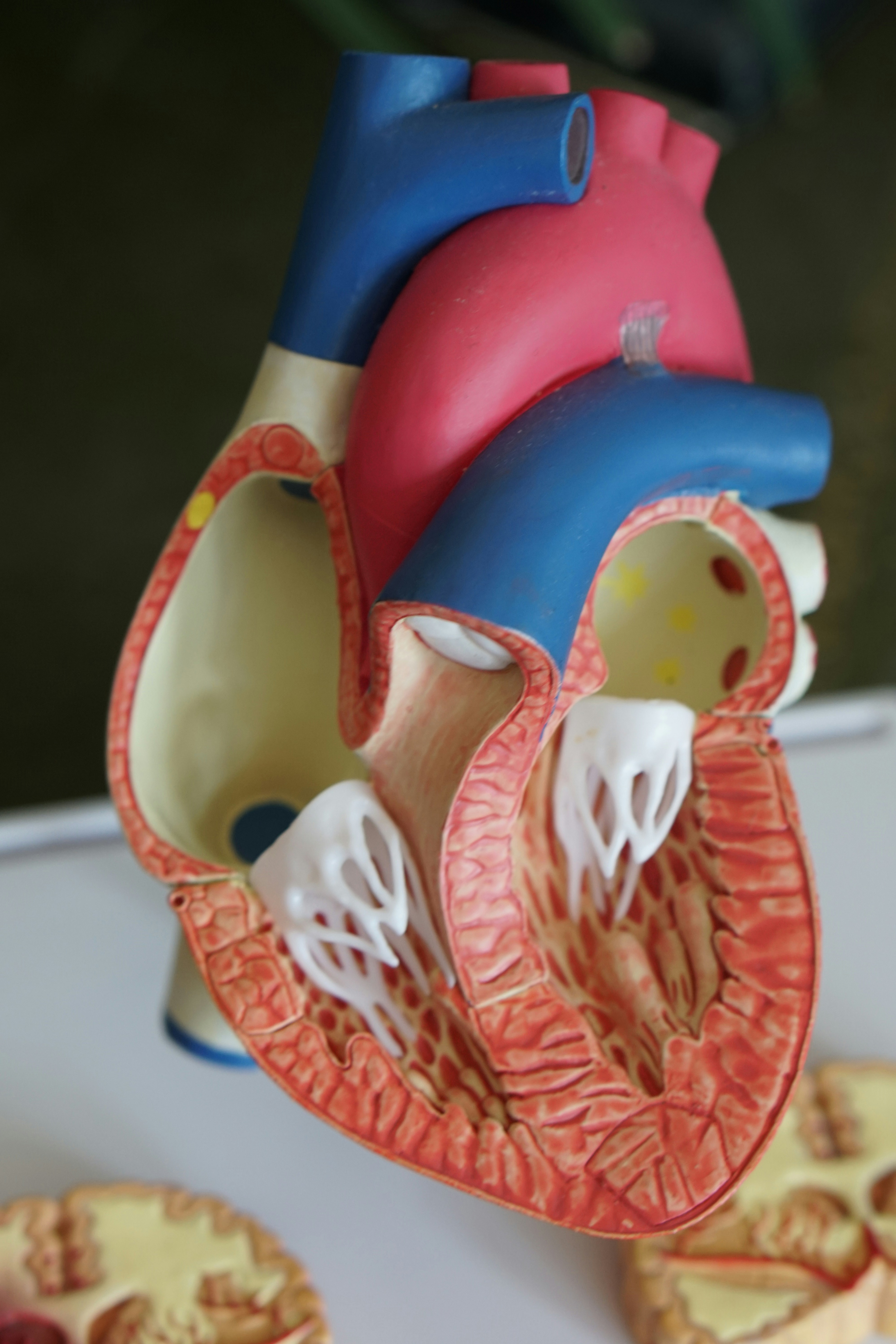 anotomy of heart