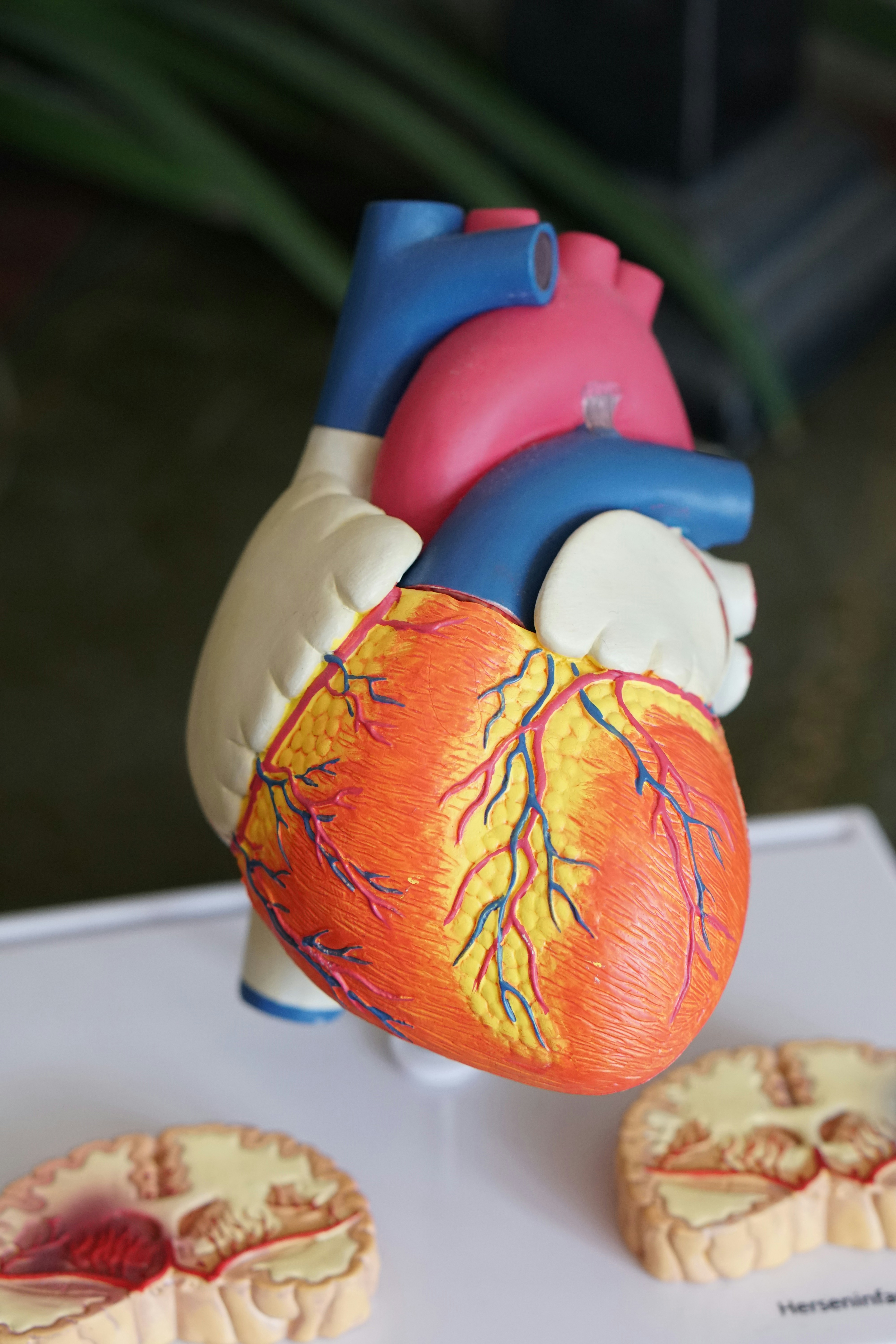 image of heart
